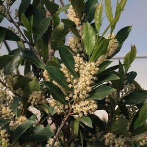 CENTRE COURT™ CHERRY LAUREL