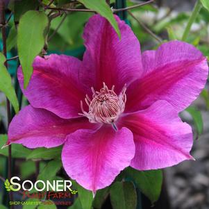 Clematis x 'Kilian Donahue'