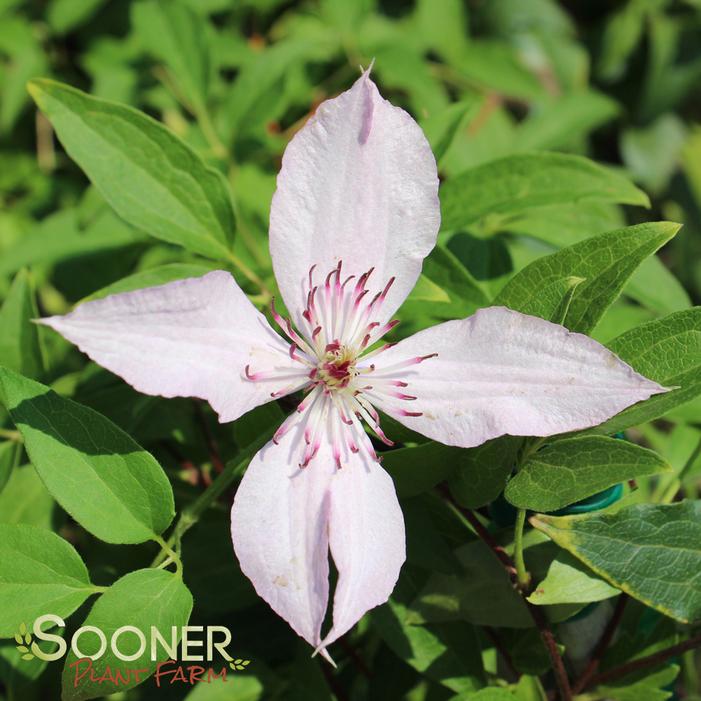 HAGLEY HYBRID CLEMATIS