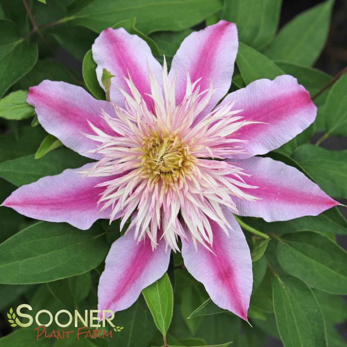 JOSEPHINE™ CLEMATIS