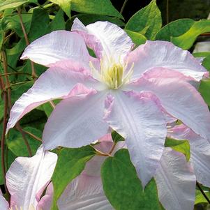 Clematis x 'Morning Mist'