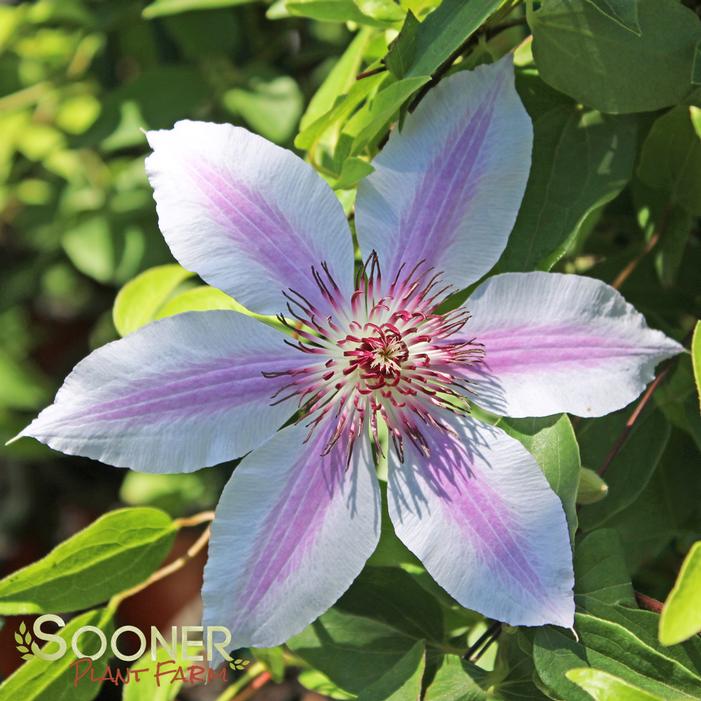 NELLY MOSER CLEMATIS