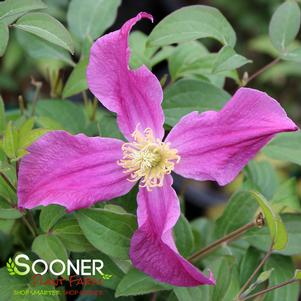 Clematis x 'Zoin'