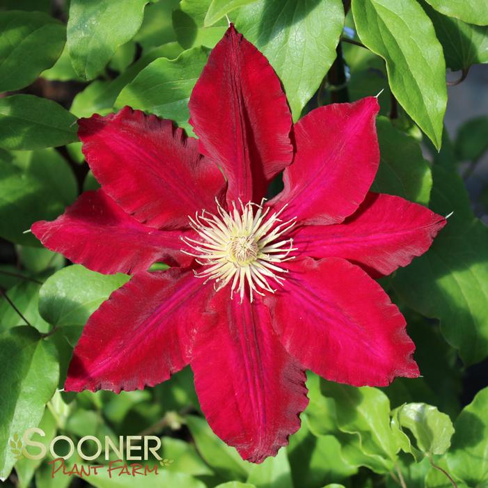 REBECCA™ CLEMATIS