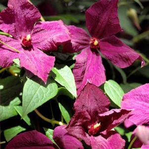 Clematis viticella 'Polish Spirit'