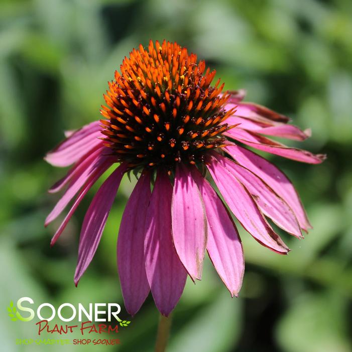 DOUBLE DECKER CONEFLOWER