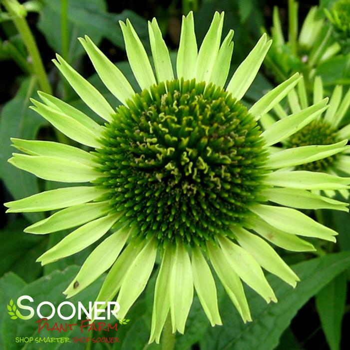 GREEN JEWEL CONEFLOWER