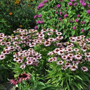 Echinacea purpurea 'Pink Skipper'