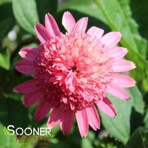 Echinacea purpurea 'Raspberry Truffle'