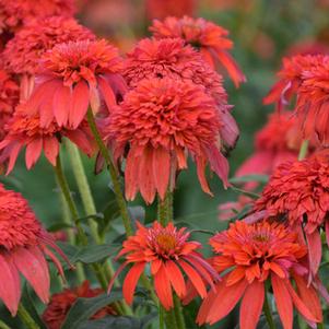 Echinacea x purpurea 'Balscandin'