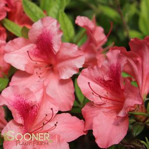 Rhododendron azalea x 'Conled'