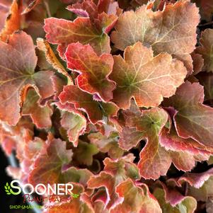 Heuchera villosa 'Caramel'