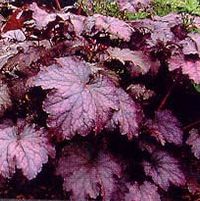 AMETHYST MYST CORAL BELLS