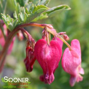 Dicentra x 'Luxuriant'