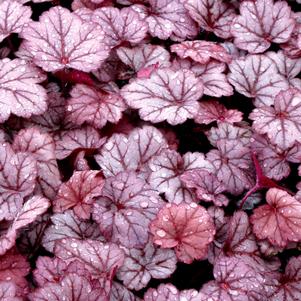 Heuchera x 'Georgia Plum'