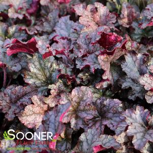 Heuchera x 'Berry Marmalade'