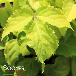 Aralia cordata 'Sun King'