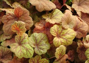 ELECTRA CORAL BELLS