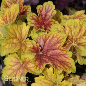 Heuchera x 'Delta Dawn'