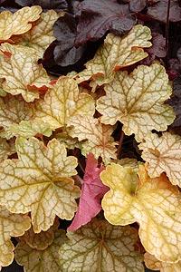 GINGER ALE CORAL BELLS