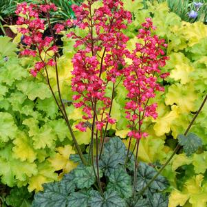 Heuchera x 'Paris'