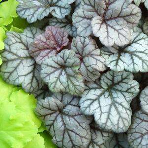 Heuchera x 'Cinnabar Silver'