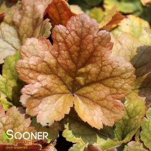 Heuchera x 'Toffee Tart'