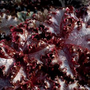 MIDNIGHT RUFFLES™ CORAL BELLS