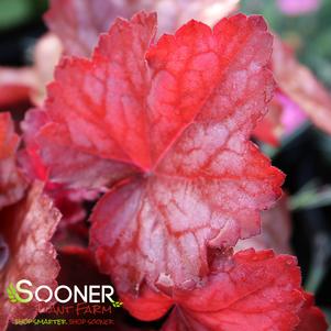 Heuchera x 'Georgia Peach'