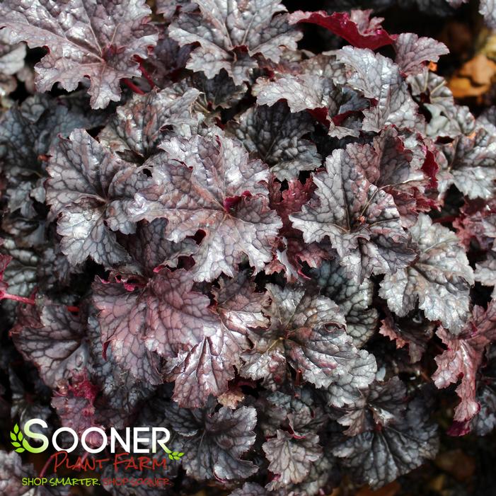 PLUM PUDDING CORAL BELLS