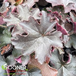 Heuchera micrantha 'Palace Purple'