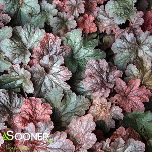 Heuchera x 'Cajun Fire'