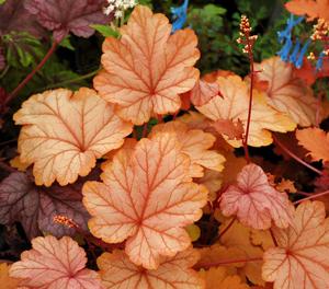 VIENNA CORAL BELLS