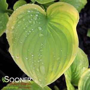 Hosta x 'Fragrant Bouquet'