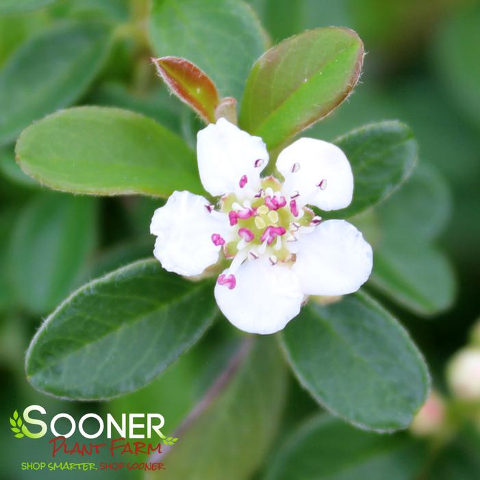 CORAL BEAUTY COTONEASTER