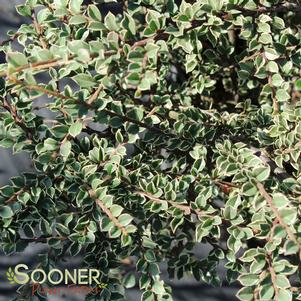 Cotoneaster horizontalis 'Variegatus'