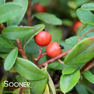 Cotoneaster dammeri 'Coral Beauty'