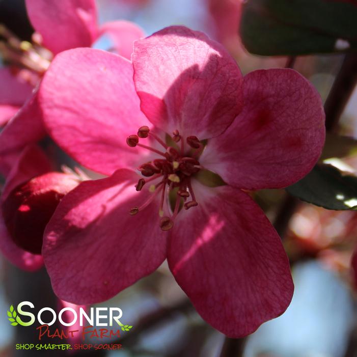 LOUISA WEEPING CRABAPPLE