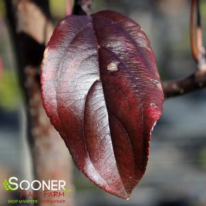 Malus x adstringens 'Durleo'