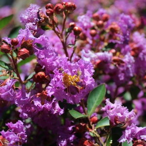 FLEMING FILIGREES™ VIOLET FILLI CRAPEMYRTLE