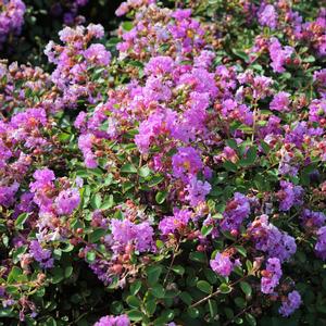 FLEMING FILIGREES™ VIOLET FILLI CRAPEMYRTLE