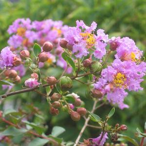 ORCHID CASCADE CRAPEMYRTLE