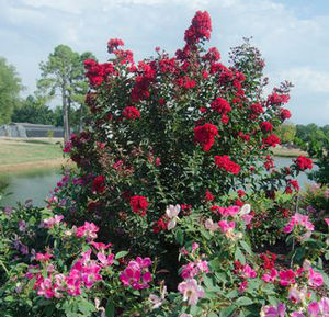 PRINCESS HOLLY ANN™ CRAPEMYRTLE