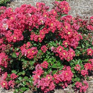 Lagerstroemia indica 'Strawconbel'