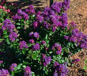 PURPLE MAGIC CRAPEMYRTLE