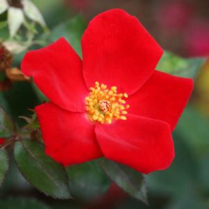 Rosa x 'WEKcisbako'