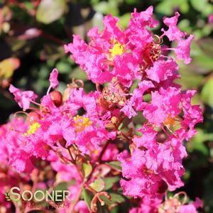 SACRAMENTO WEEPING CRAPEMYRTLE