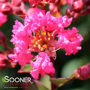 Lagerstroemia indica 'Faifarlag'