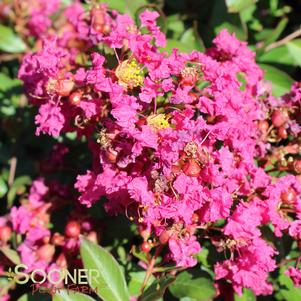 Lagerstroemia indica 'Red Filli'