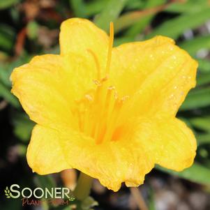 Hemerocallis x 'Stella De Oro'